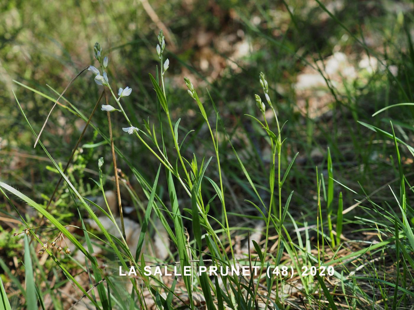 Milkwort, Thyme-leaved plant